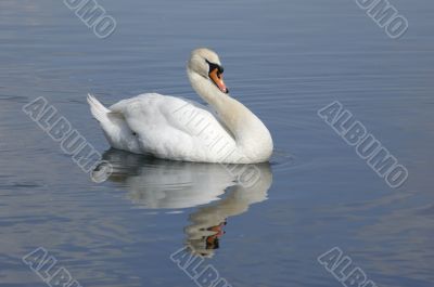 Swan