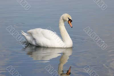 Swan