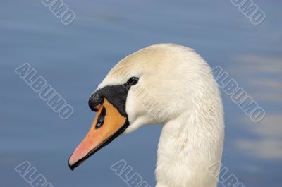 Swan