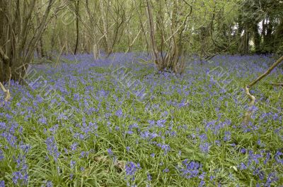 Bluebell  woods