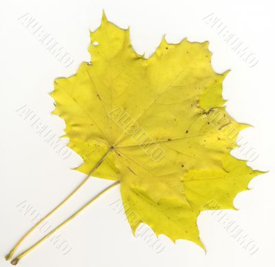 autumnal leaf