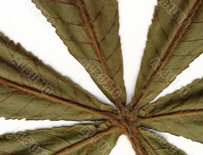 chestnut leafs