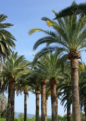 Lots of palm trees