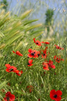 Lots of red poppies in the wheat
