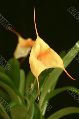 Orchid yellow, Masdevallia