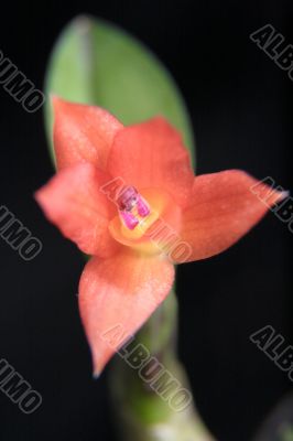 Orchid red, Sophronitis