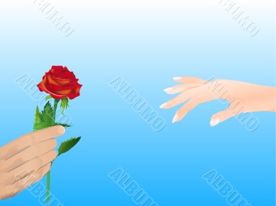 red rose in hand