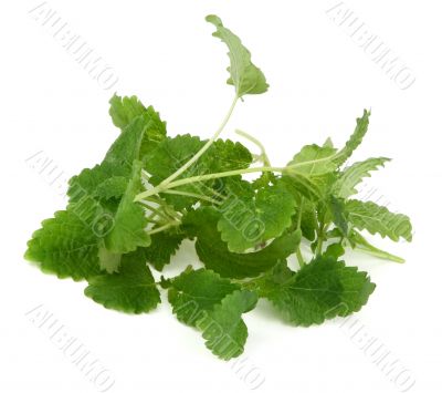 lemon balm on white