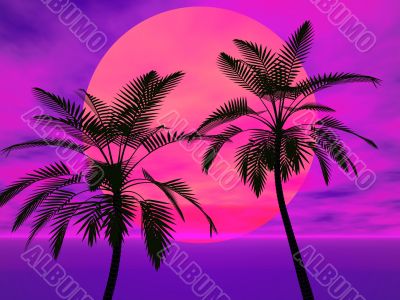Palm trees in the sun