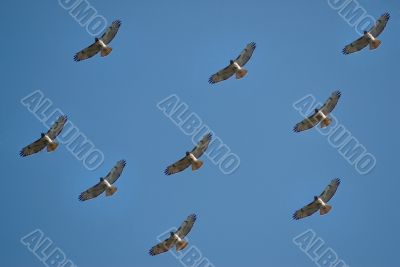 Hawk Background