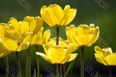 Yellow Tulips