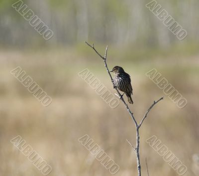 Small Bird