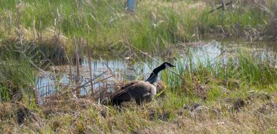 Canada Goose