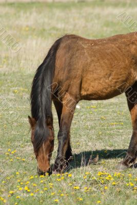 Grazing Horse