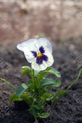 Single Pansy