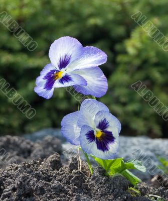 Planted Pansy