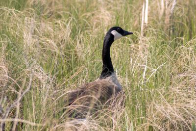 Canada Goose