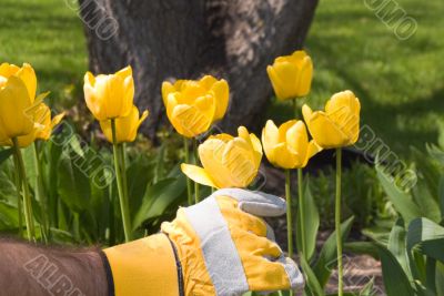 Gardening