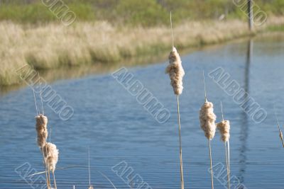 Exploded Cattail