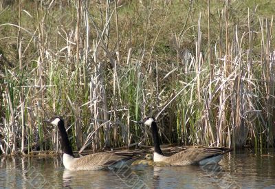 Canada Geese Newborns