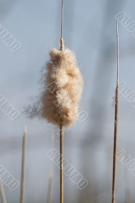 Cattail