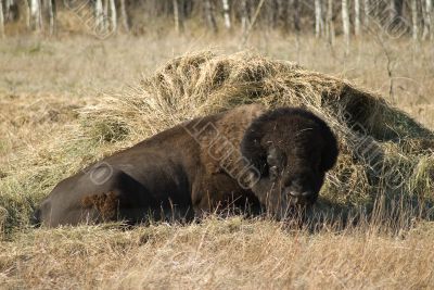 Bison
