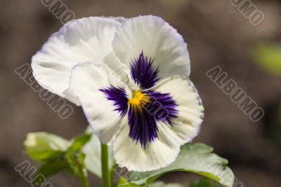 Pansy