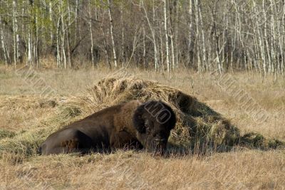Buffalo