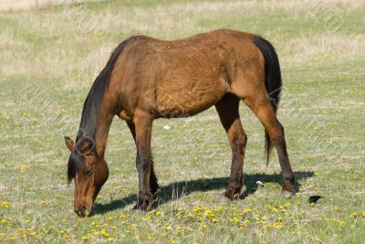 Brown Horse