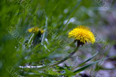 Dandelion