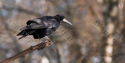 The Crow