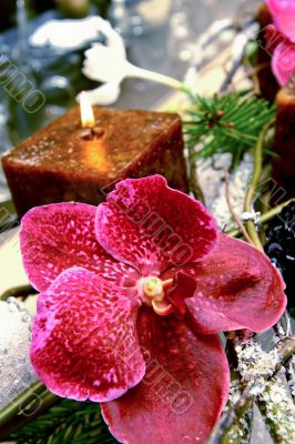 Fine orchid and candle
