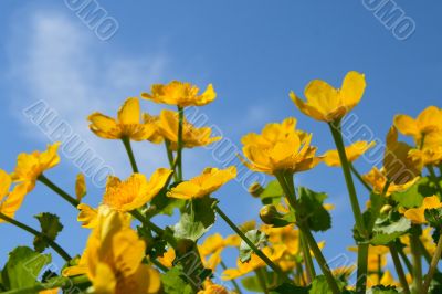 Yellow flowers on blue sky background