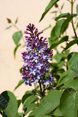 Branch of a lilac