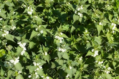 Field of a blossoming nettle