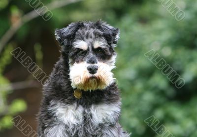 miniature schnauzer