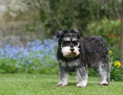 miniature schnauzer