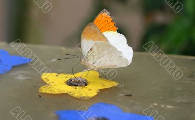 butterfly
