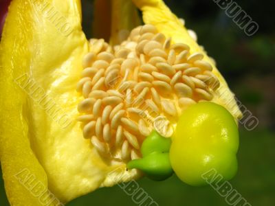 yellow pepper