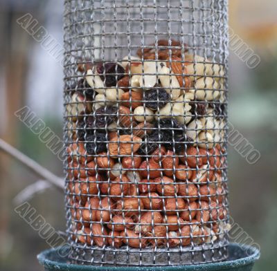 nuts in a feeder