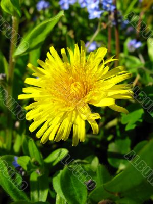 yellow dandelion