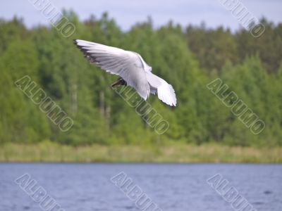 Flying seagull