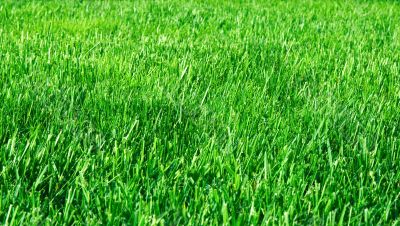 Green grasses