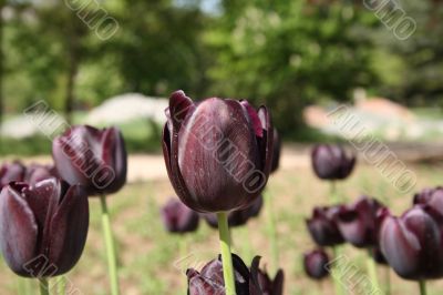 Black Tulip