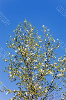 White magnolia