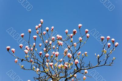Bush of a magnolia