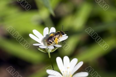 white beautiful flower
