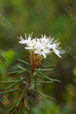 Branch of a labrador tea