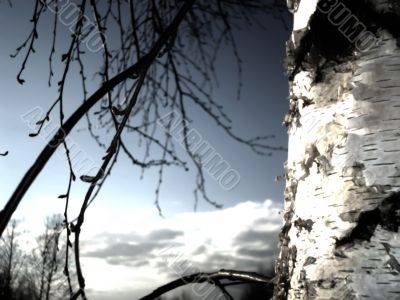 Birch sky clouds