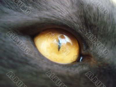 cat eye